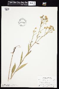 Symphyotrichum oolentangiense image