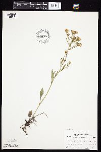 Symphyotrichum oolentangiense image