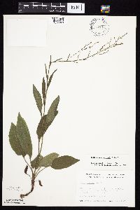 Symphyotrichum oolentangiense image