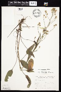 Symphyotrichum oolentangiense image