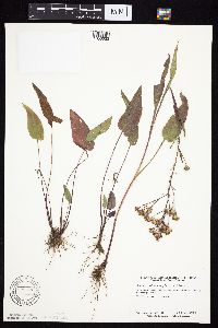 Symphyotrichum oolentangiense image