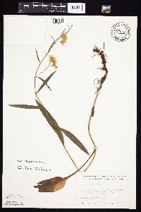Symphyotrichum oolentangiense image