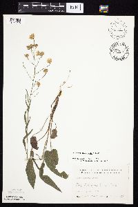 Symphyotrichum oolentangiense image