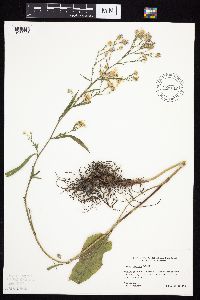 Symphyotrichum oolentangiense image