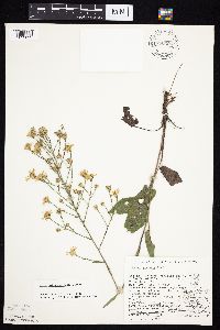 Symphyotrichum oolentangiense image