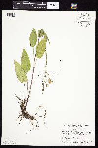 Symphyotrichum oolentangiense image