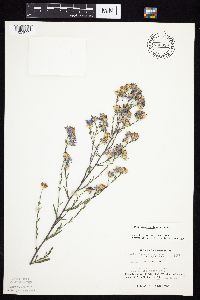 Symphyotrichum oolentangiense image