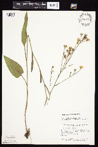 Symphyotrichum oolentangiense image