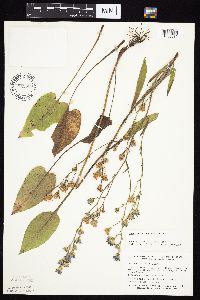 Symphyotrichum oolentangiense image