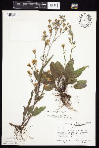 Symphyotrichum oolentangiense image