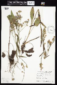 Symphyotrichum oolentangiense image