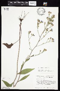 Symphyotrichum oolentangiense image