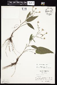 Symphyotrichum oolentangiense image