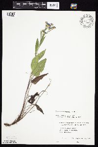 Symphyotrichum oolentangiense image
