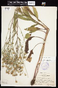 Symphyotrichum oolentangiense image