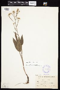 Symphyotrichum oolentangiense image