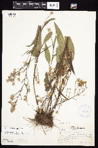 Symphyotrichum oolentangiense image