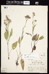 Symphyotrichum oolentangiense image