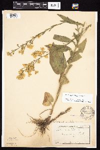 Symphyotrichum oolentangiense image