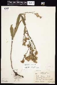 Symphyotrichum oolentangiense image