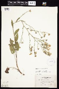 Symphyotrichum oolentangiense image