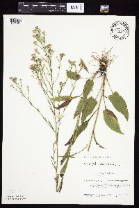 Symphyotrichum oolentangiense image