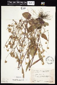 Symphyotrichum oolentangiense image