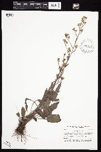 Symphyotrichum oolentangiense image