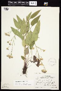 Symphyotrichum oolentangiense image