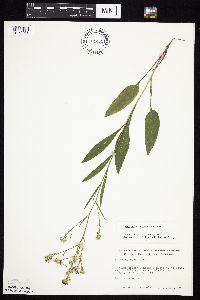 Symphyotrichum oolentangiense image