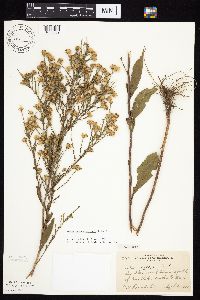Symphyotrichum oolentangiense image