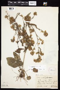 Symphyotrichum oolentangiense image