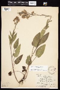 Symphyotrichum oolentangiense image