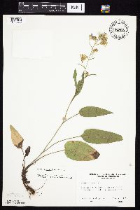 Symphyotrichum oolentangiense image