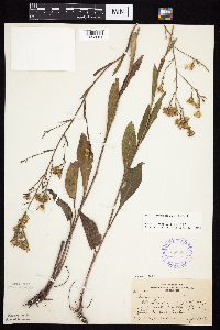Symphyotrichum oolentangiense image
