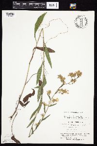 Symphyotrichum oolentangiense image