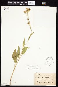 Symphyotrichum oolentangiense image