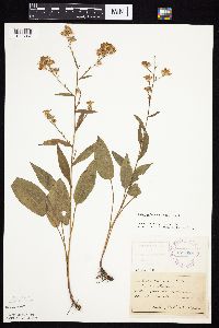 Symphyotrichum oolentangiense image