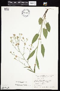 Symphyotrichum oolentangiense image