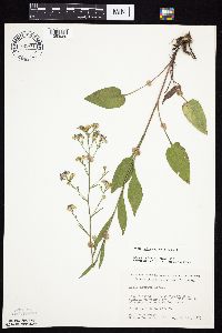 Symphyotrichum oolentangiense image