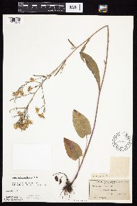 Symphyotrichum oolentangiense image