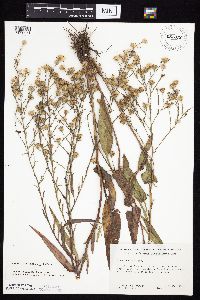 Symphyotrichum oolentangiense image