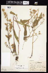 Symphyotrichum oolentangiense image