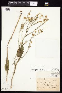Symphyotrichum oolentangiense image