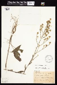 Symphyotrichum oolentangiense image