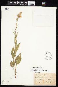 Symphyotrichum oolentangiense image