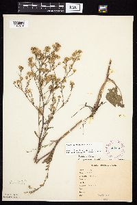 Symphyotrichum oolentangiense image