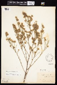 Symphyotrichum oolentangiense image