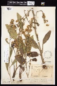 Symphyotrichum oolentangiense image