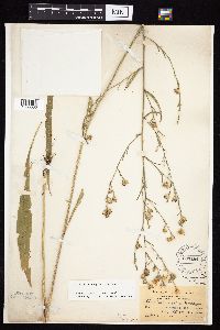 Symphyotrichum oolentangiense image